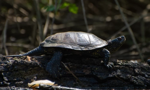 Beogradski Amazon Kajak51